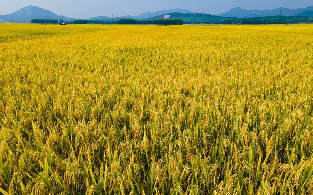 Nhớ mùa gặt lúa chạy mưa dông