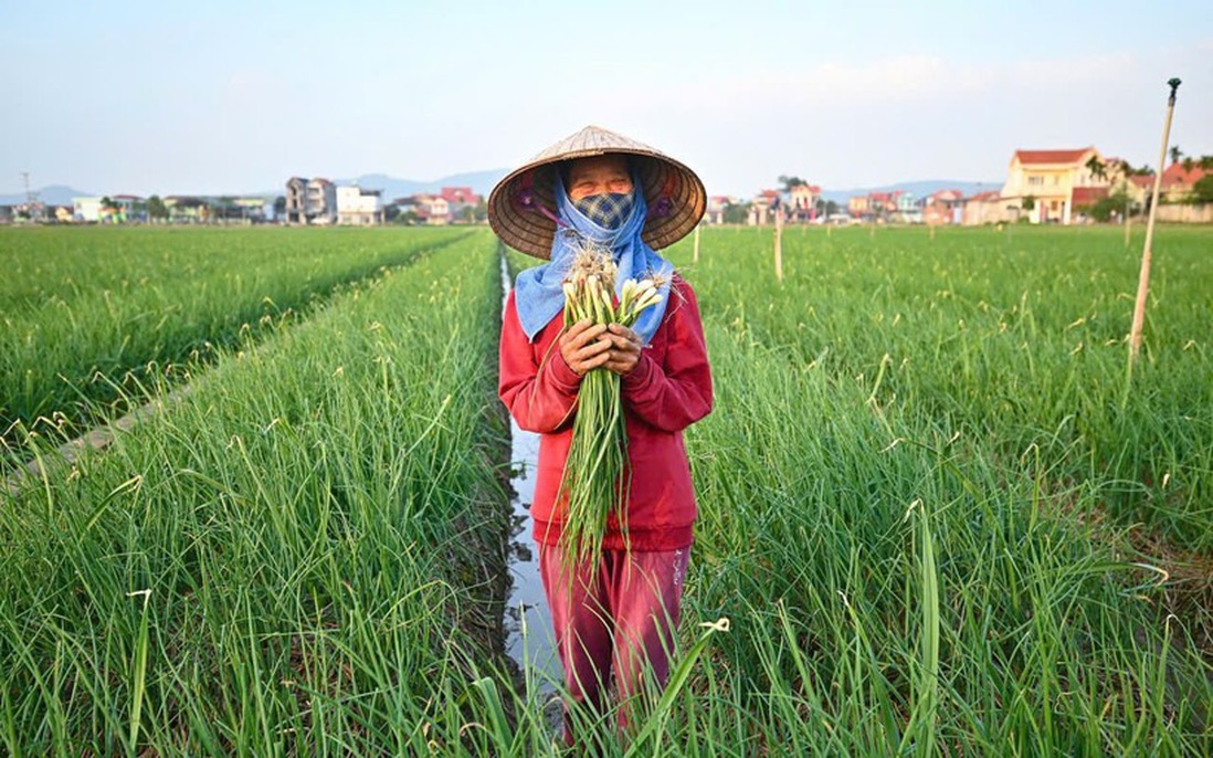 Kết nối nông sản Đồng bằng sông Hồng: Đảm bảo nguồn cung phục vụ thị trường Tết