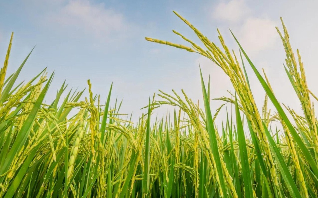 Vai trò then chốt trong hợp tác quốc tế và huy động tài chính để giảm phát thải mê-tan