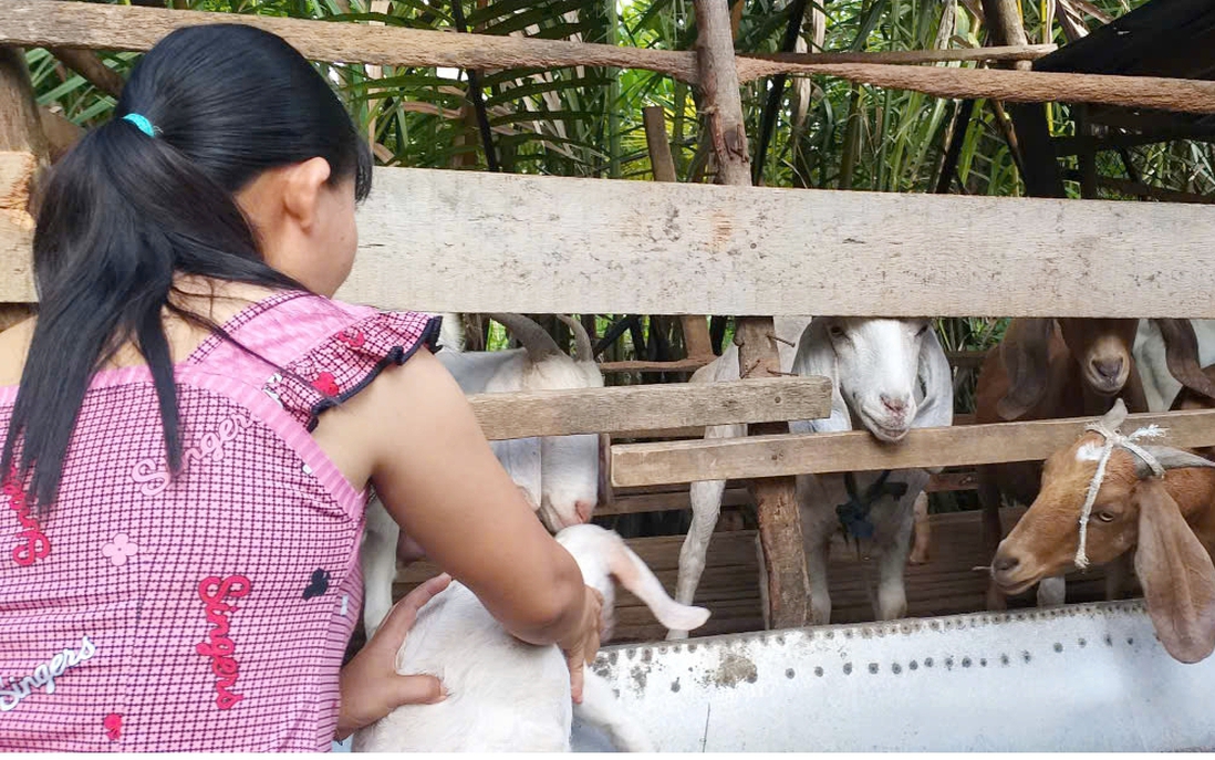 Vĩnh Long: Lồng ghép giới trong dự án sinh kế giúp phụ nữ thoát nghèo bền vững