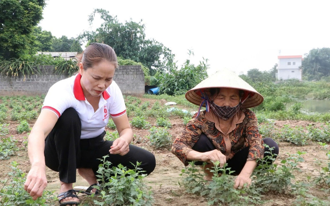 Đưa kiến thức và việc làm về nông thôn, giúp phụ nữ Hưng Yên thoát nghèo