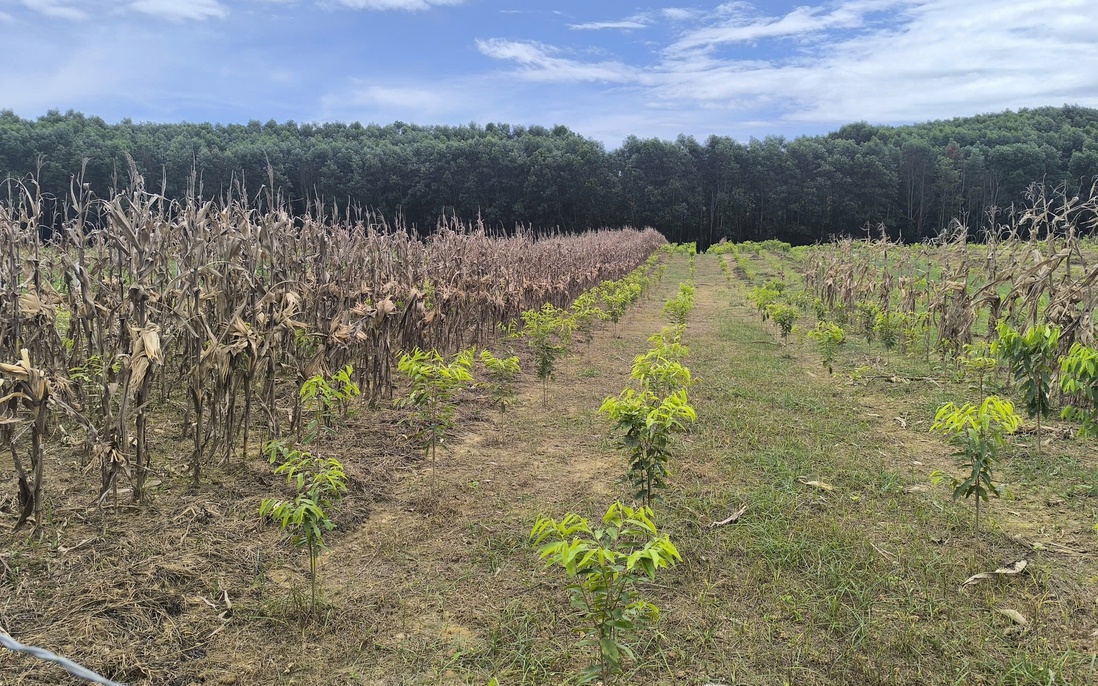 Giảm 70% tiền chênh lệch khi chuyển đổi đất: Kỳ vọng tháo gỡ gánh nặng cho người dân