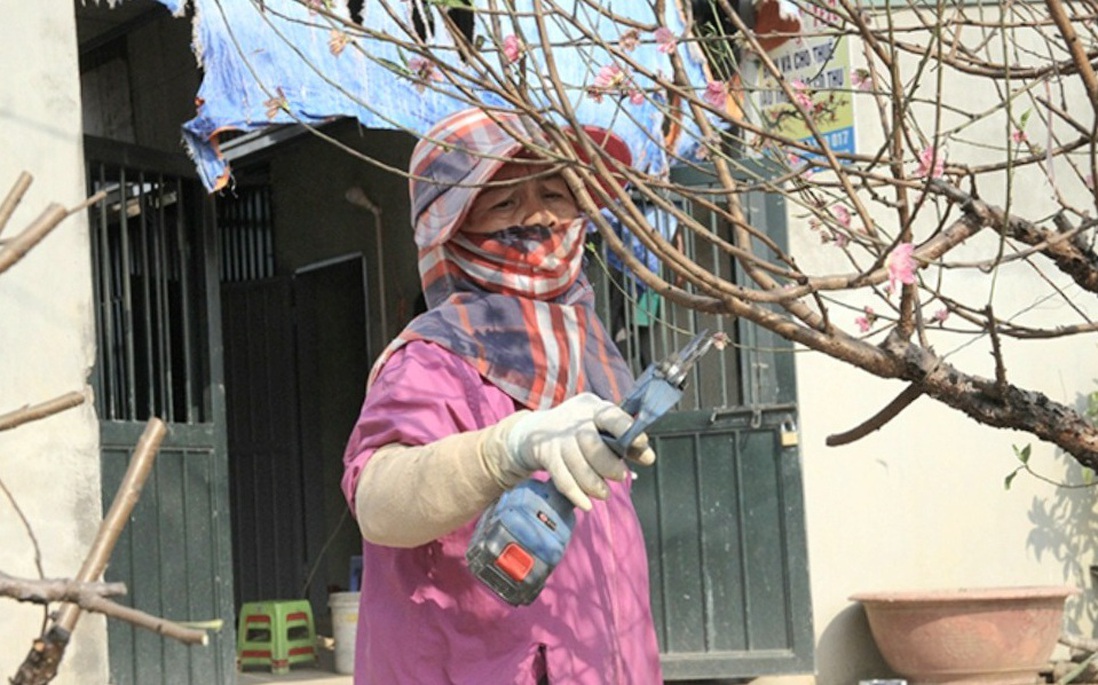 Tất bật "hồi sinh" hoa đào sau Tết