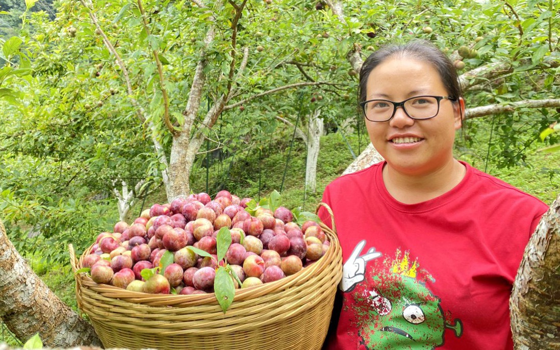 Biến "vùng đất khó" thành vựa lê, mận