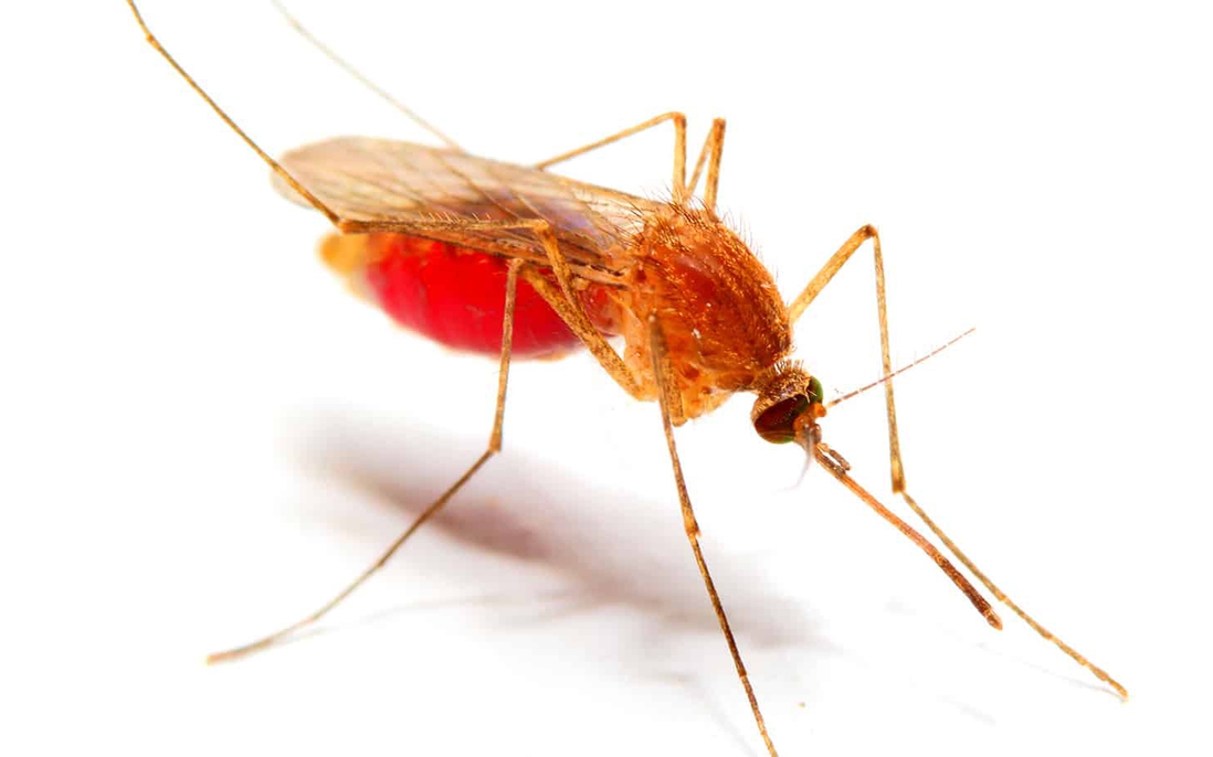 Phương pháp mới tiêu diệt muỗi gây bệnh