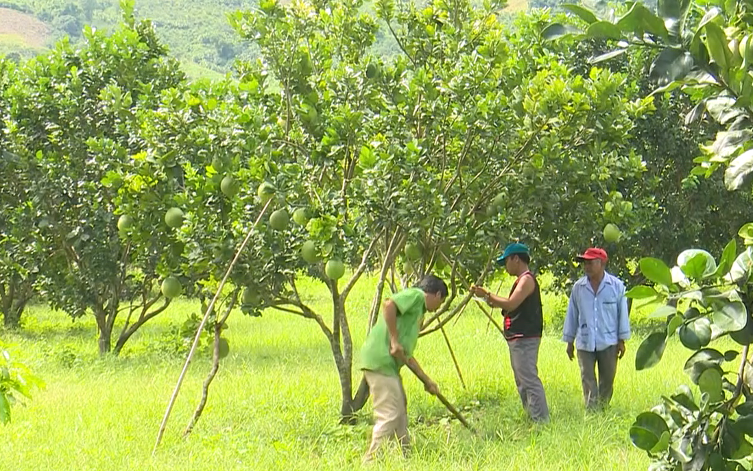 Áp dụng kiến thức kỹ thuật trồng trọt giảm nghèo hiệu quả cho bà con dân tộc thiểu số