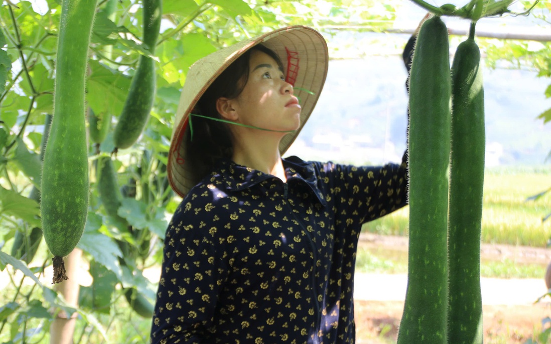 Bỏ lỡ giấc mơ nghề giáo để trở thành "bà chủ bí xanh"