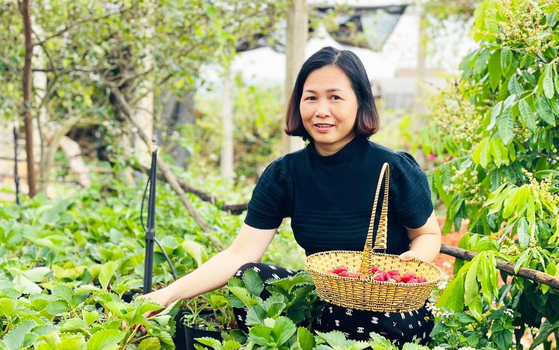 Trải nghiệm hái dâu tại vườn - cách bán hàng mới ở Gia Lai