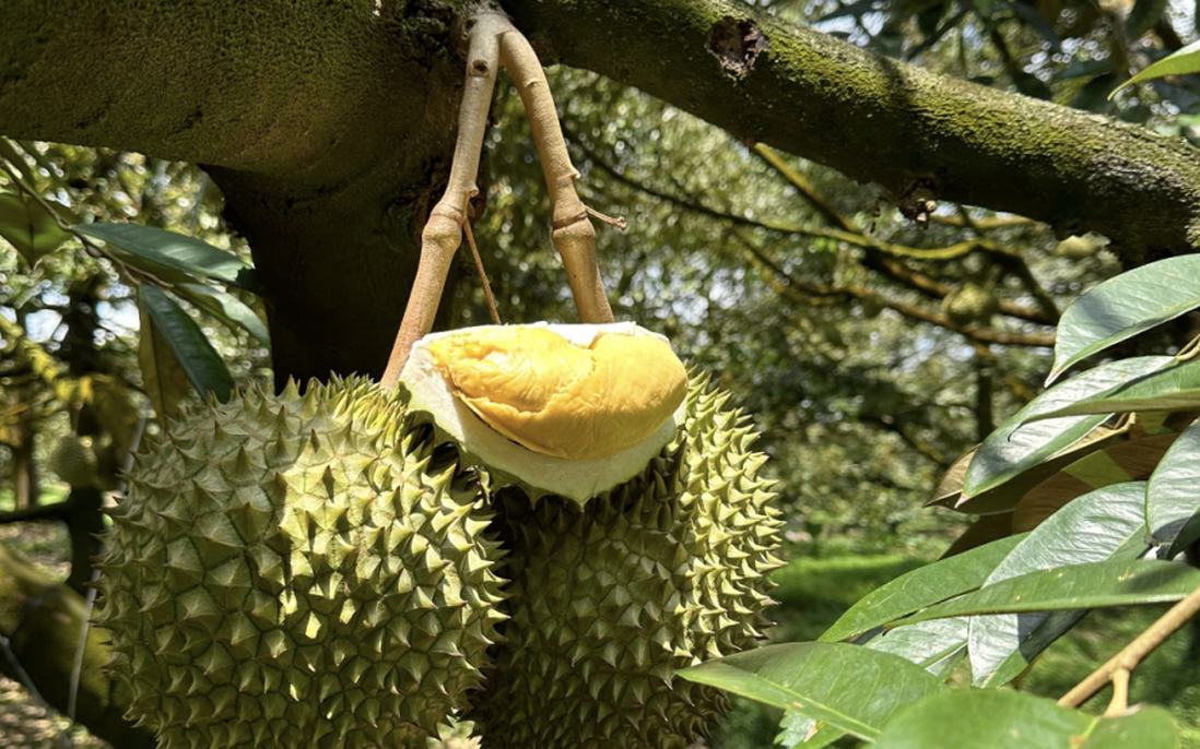 Xử lý thông tin phản ánh của báo chí về "Sầu riêng vẫn loay hoay giải quyết chất vàng O"