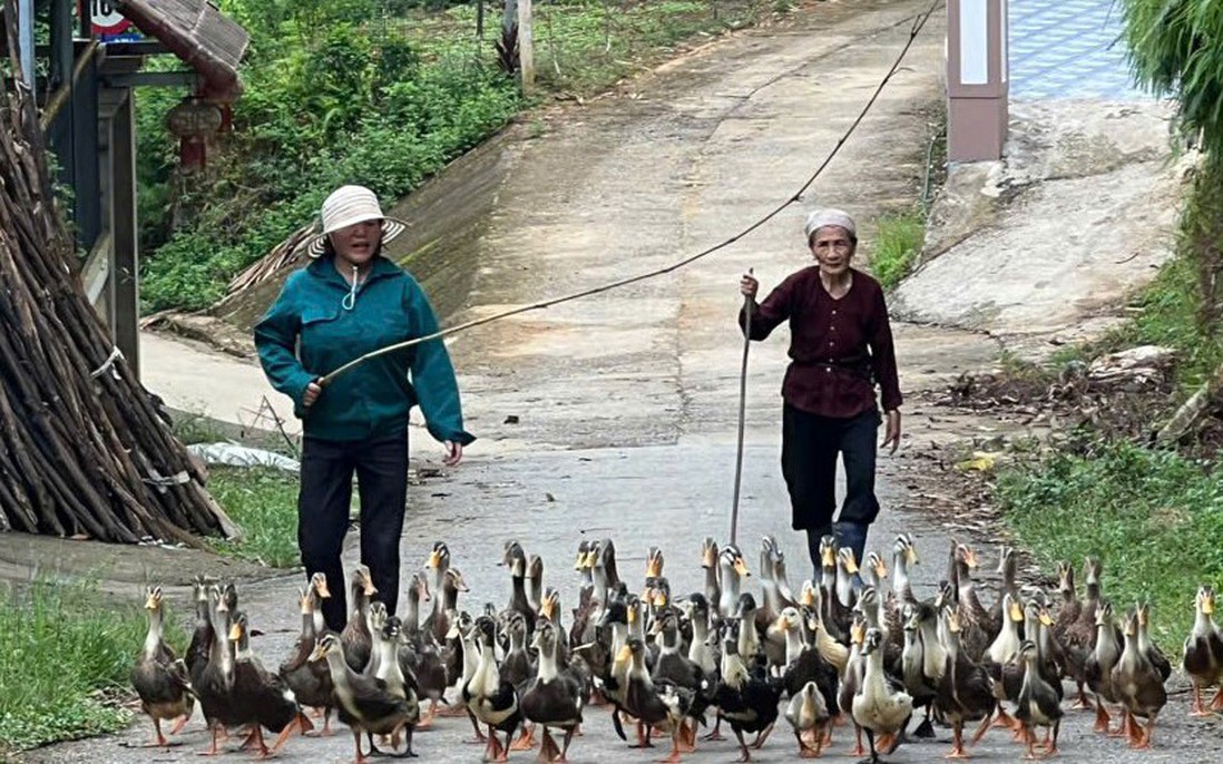 Phú Thọ: Hỗ trợ trên 3.000 phụ nữ vươn lên phát triển kinh tế