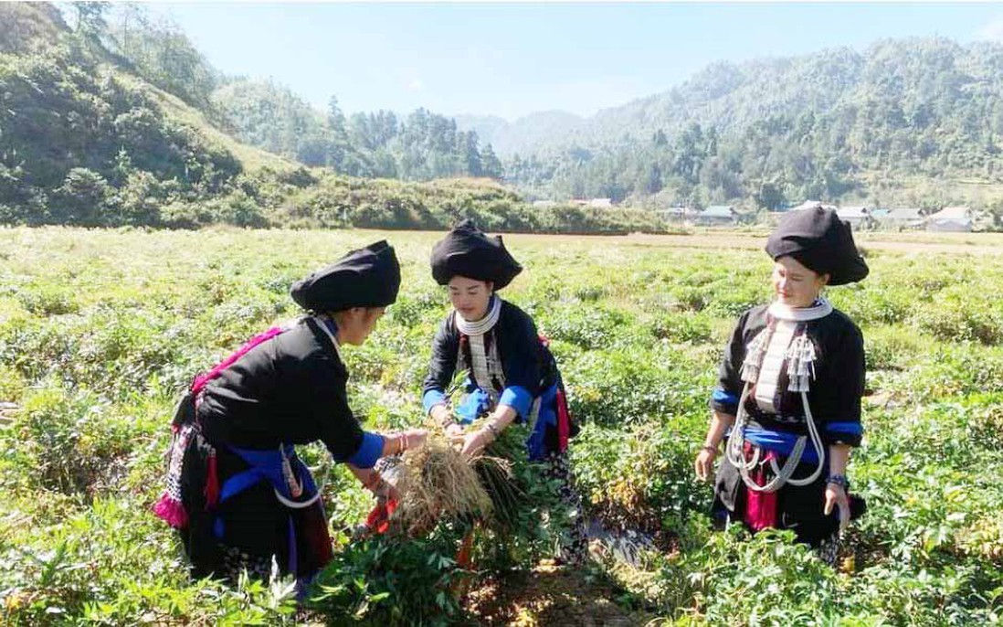 Sìn Hồ, Lai Châu: Phụ nữ dân tộc thiểu số phát triển cây dược liệu để vươn lên thoát nghèo