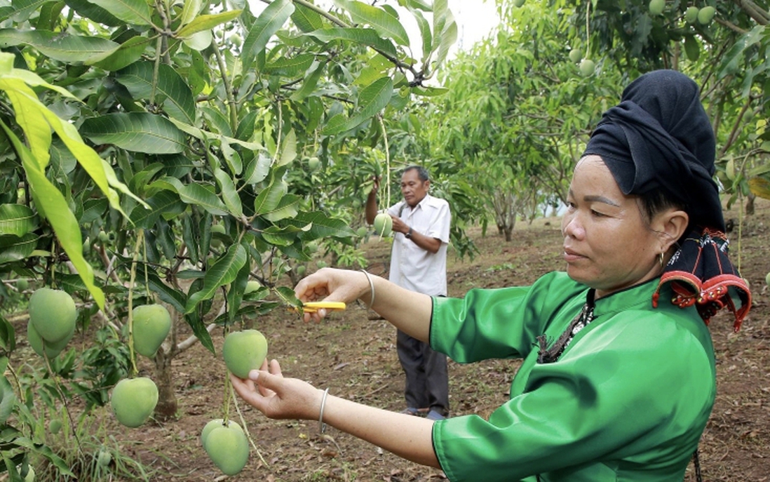 Mai Sơn (Sơn La): Nâng tầm nông sản địa phương bằng liên kết và công nghệ