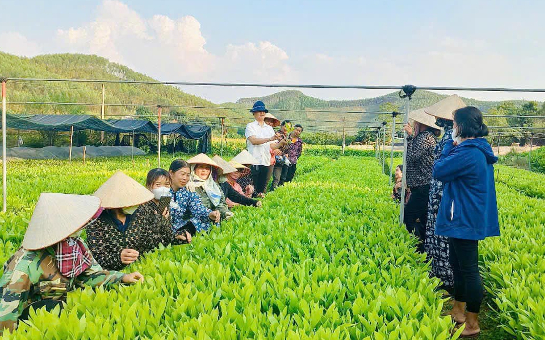 Nhiều gia đình trồng rừng ở Lạng Sơn gặp khó vì thiếu cây keo giống
