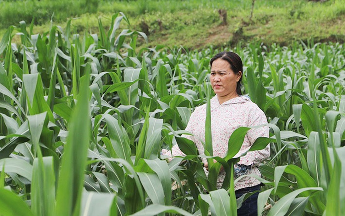 Trăn trở phát triển sinh kế từ cây "vàng đen" cho phụ nữ vùng biên