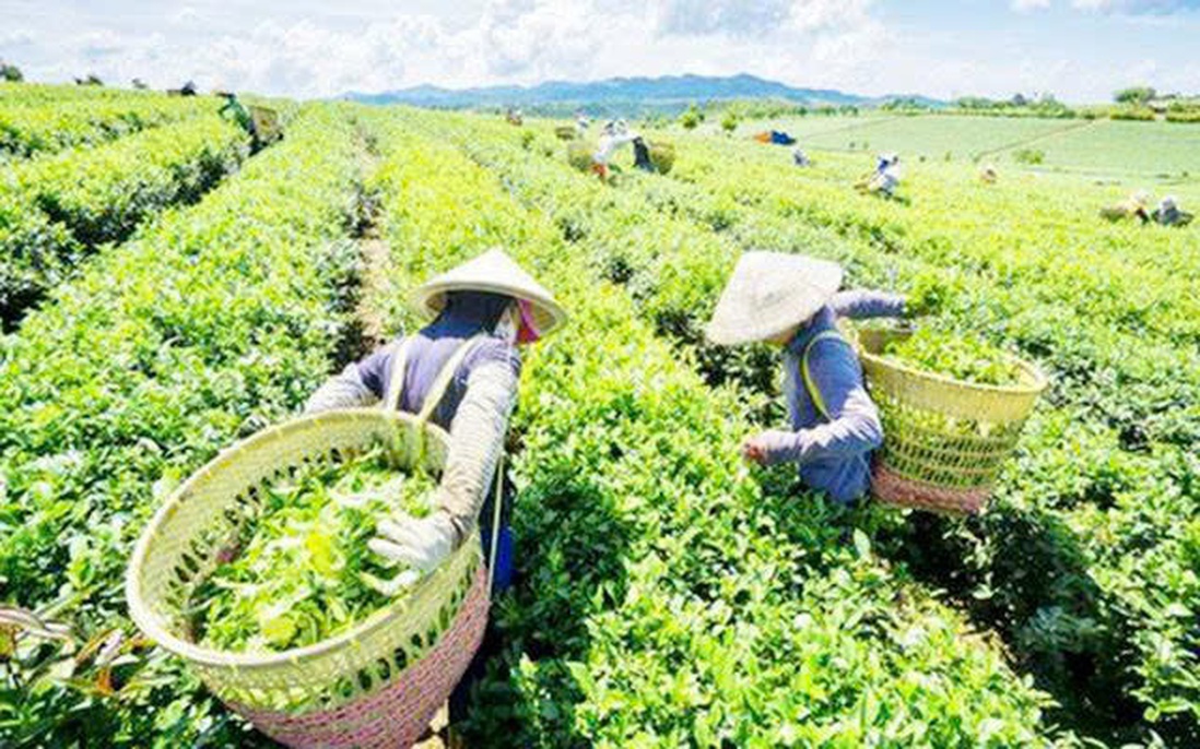 Phú Lương, Thái Nguyên: Nhiều mô hình thiết thực giúp đồng bào dân tộc thiểu số giảm nghèo