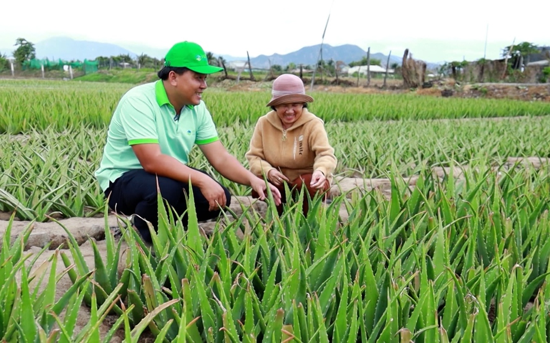 Nông dân Ninh Thuận ổn định kinh tế nhờ cây nha đam