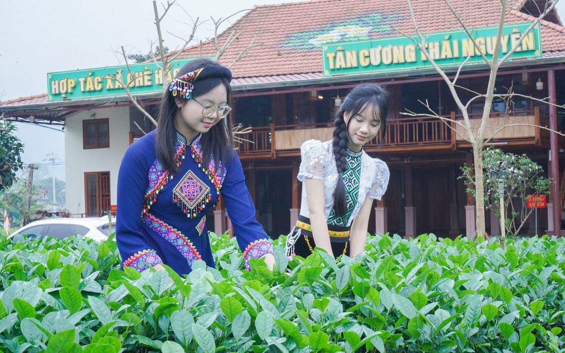Nâng cao kiến thức, kỹ năng, giúp người dân "xứ trà" làm giàu bền vững