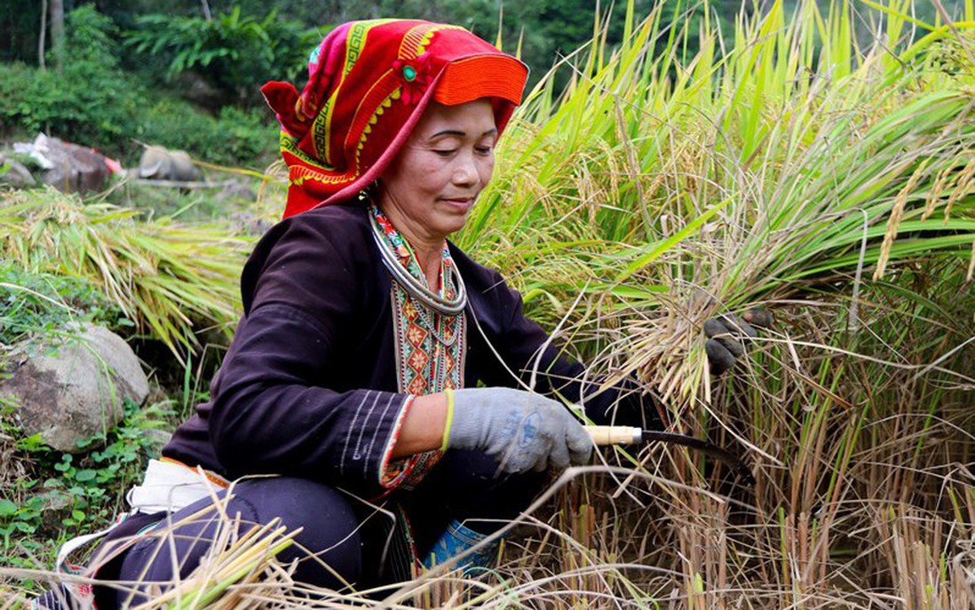 Phụ nữ Mông làm nên những hạt lúa "nàng hương"