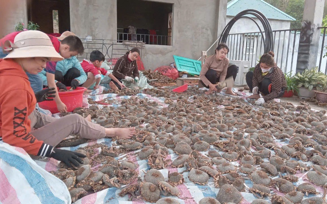Cơ hội sinh kế từ “Hoa hướng dương biên cương”
