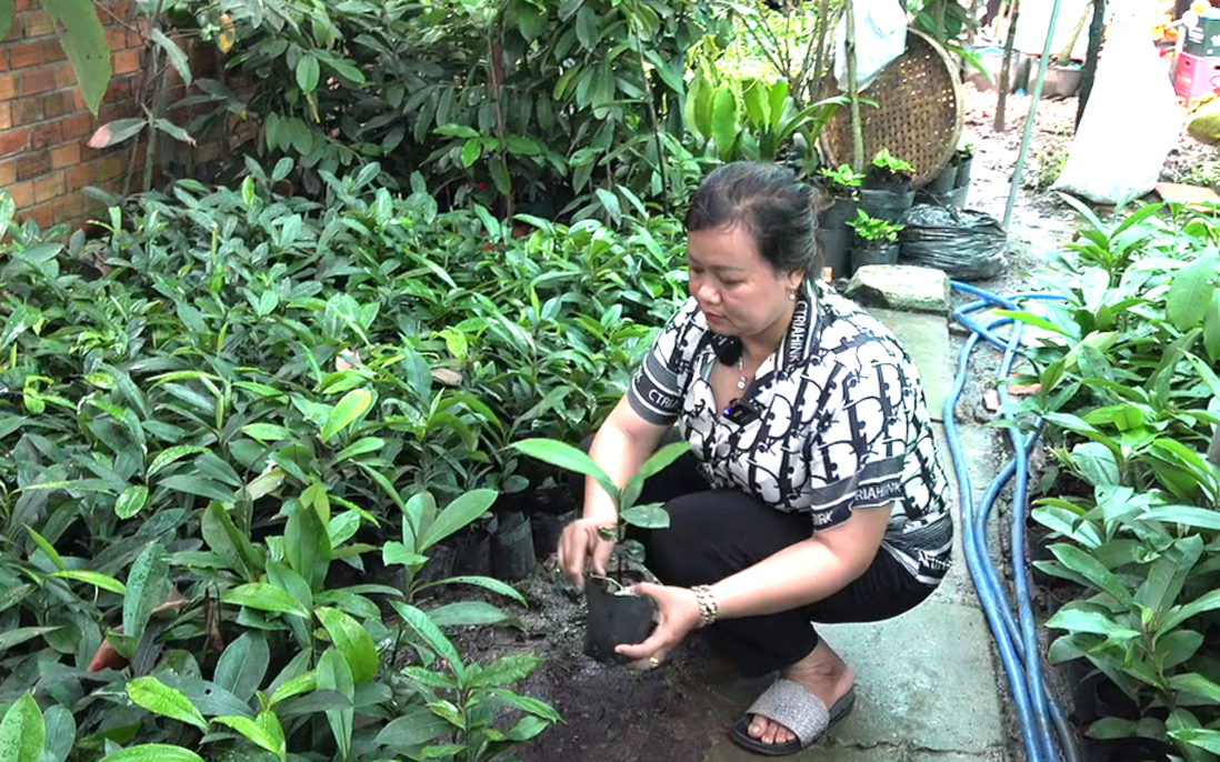 Sóc Trăng: Phụ nữ Khmer phát triển kinh tế nhờ ươm giống cây hồng nhung