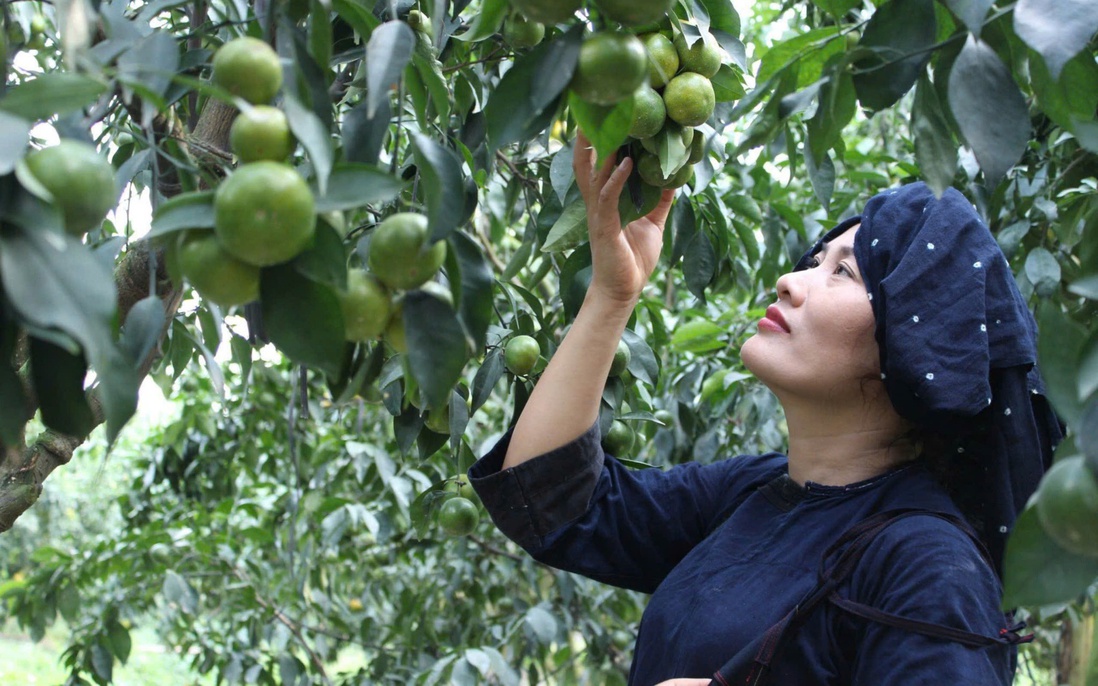 Bắc Ninh: Phát triển cây có múi góp phần xây dựng nông thôn mới nâng cao