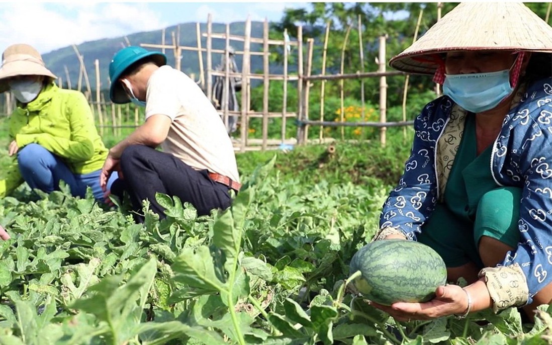Lào Cai: Kinh tế khởi sắc nhờ chuyển đổi cơ cấu cây trồng ở phường Nghĩa Lộ