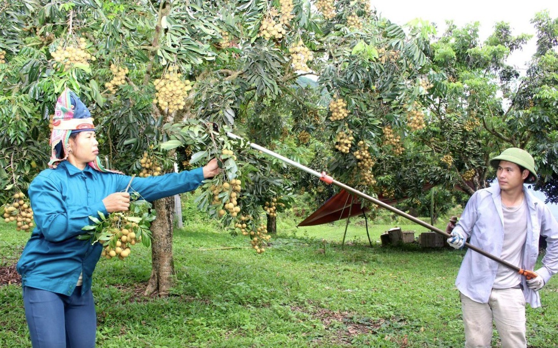 Đưa ứng dụng công nghệ cao vào sản xuất nông nghiệp
