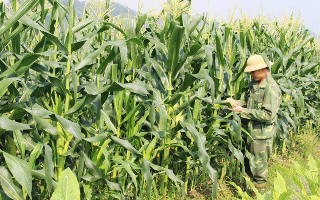 Cao Bằng: 6 tháng đầu năm triển khai gần 70 dự án hỗ trợ phát triển sản xuất