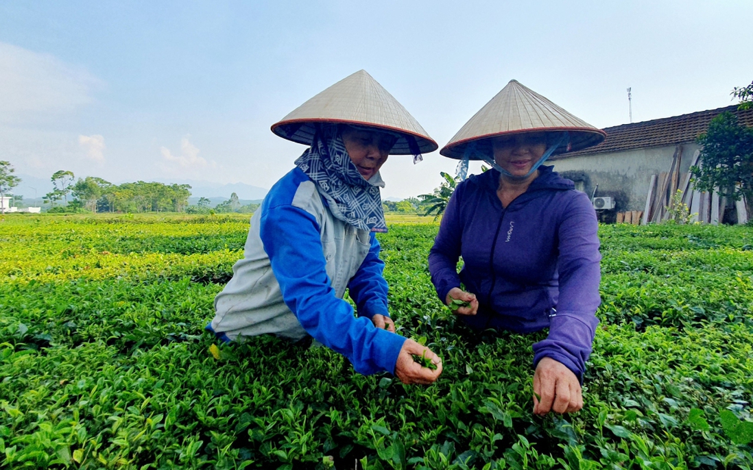 Quảng Ninh hỗ trợ hội viên, phụ nữ giảm nghèo gắn với xây dựng nông thôn mới