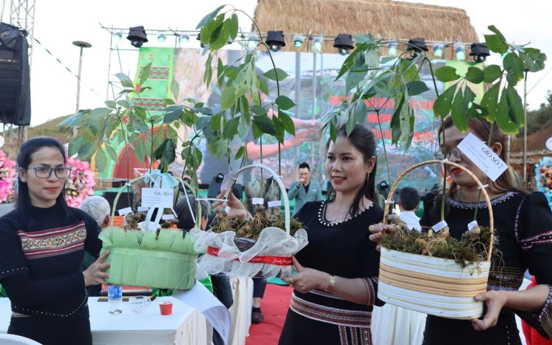 Quảng Ngãi: Xây dựng xã Ngọc Linh trở thành địa bàn trọng điểm về dược liệu