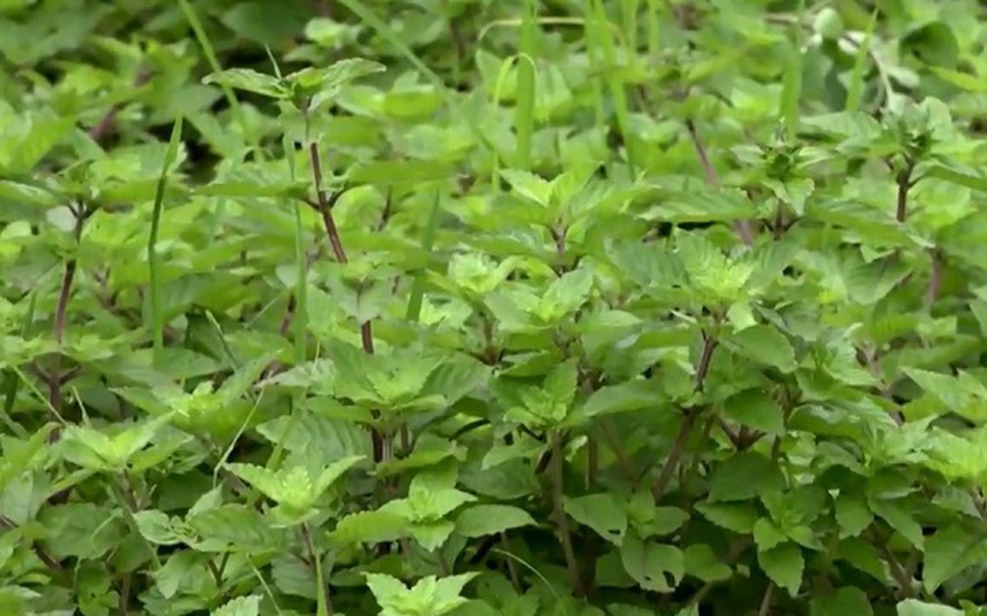 Cao Bằng: Trồng thạch đen để giảm nghèo
