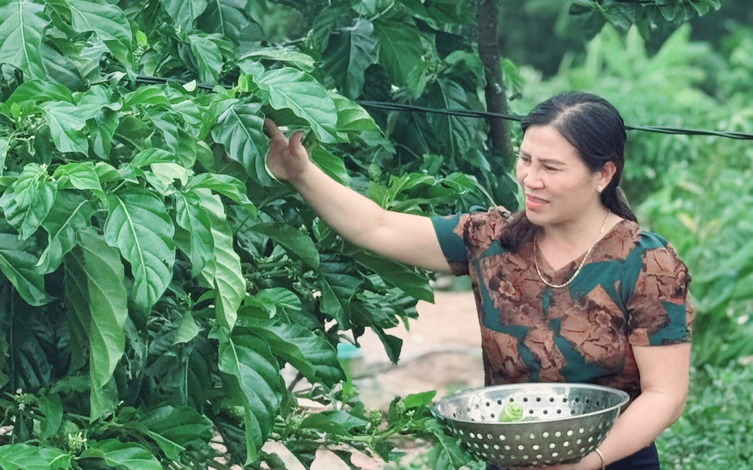 Mô hình kiểu mẫu từ cây thuốc bản địa góp phần xây dựng nông thôn mới