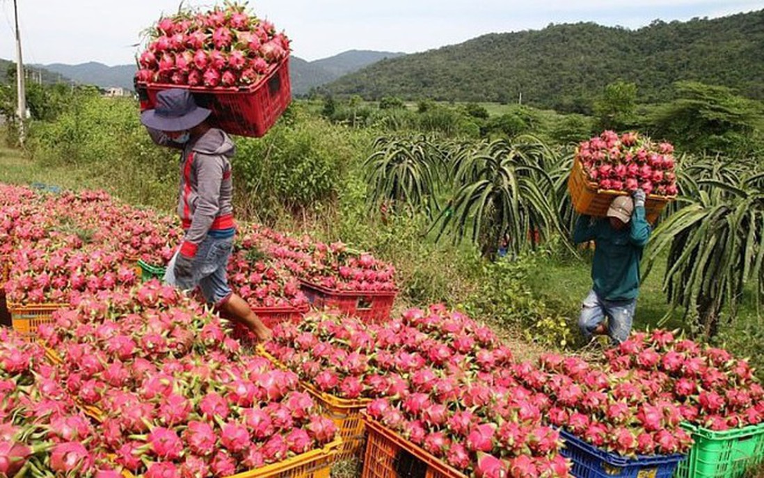 Gỡ vướng cho thanh long, hồ tiêu xuất khẩu