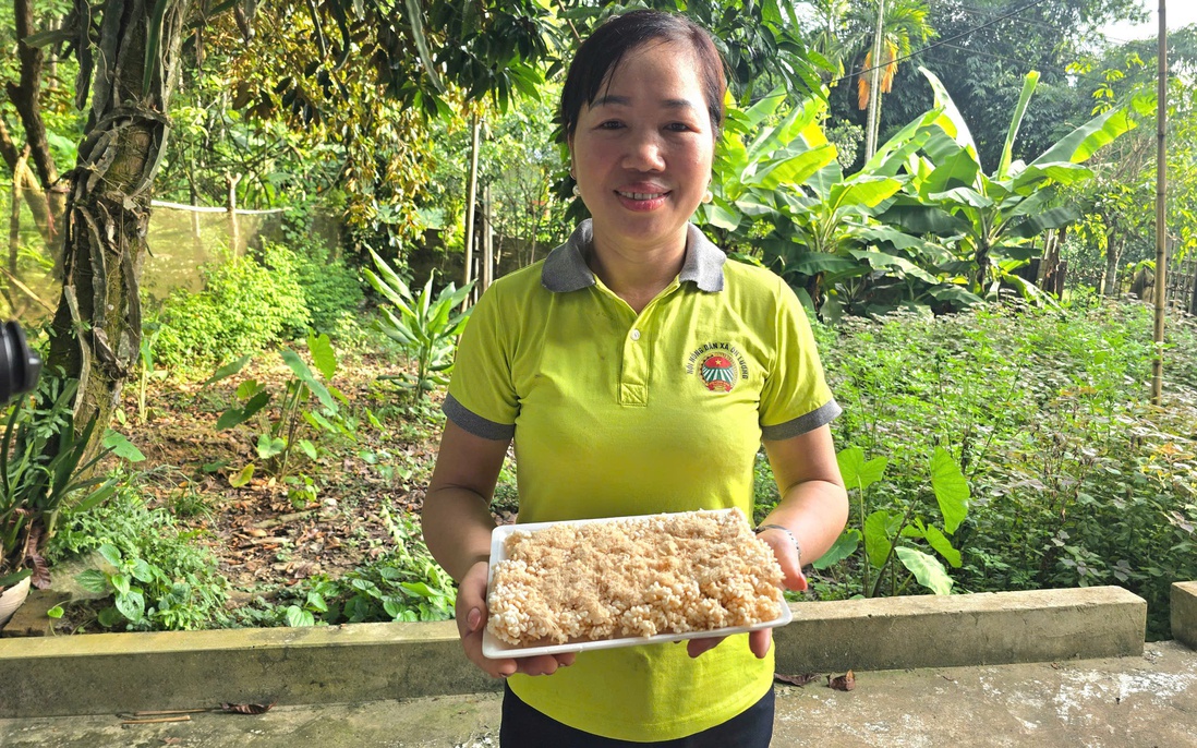 Giữ hồn giống gạo nếp đặc sản quê hương
