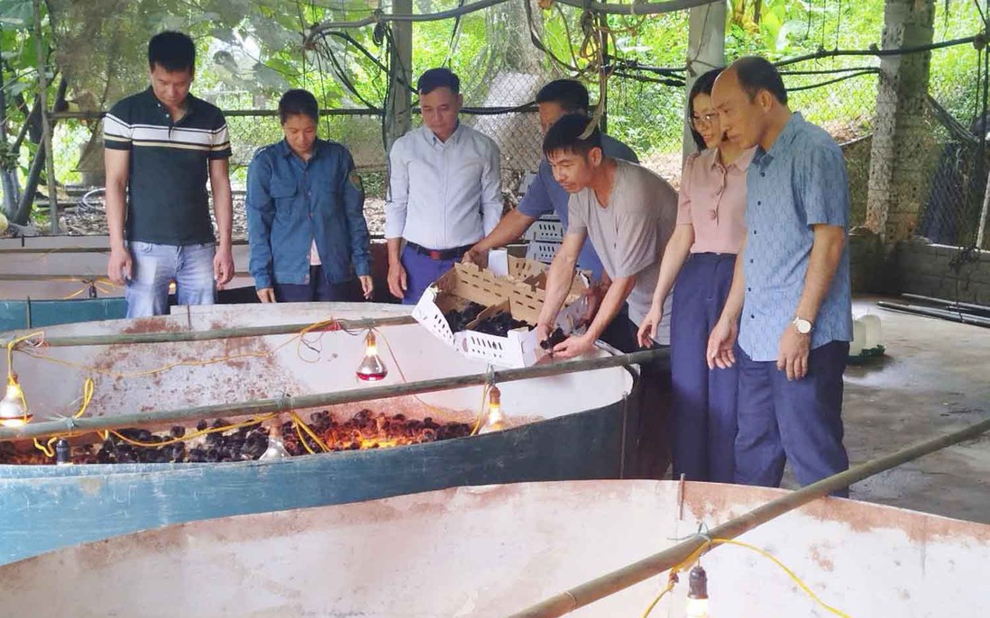 Hỗ trợ người dân phát triển kinh tế từ mô hình nuôi gà theo hướng VietGAHP