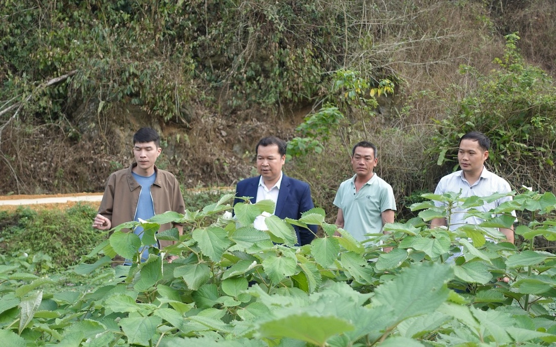 Cao Bằng: Hiệu quả kinh tế từ mô hình trồng cỏ ngọt
