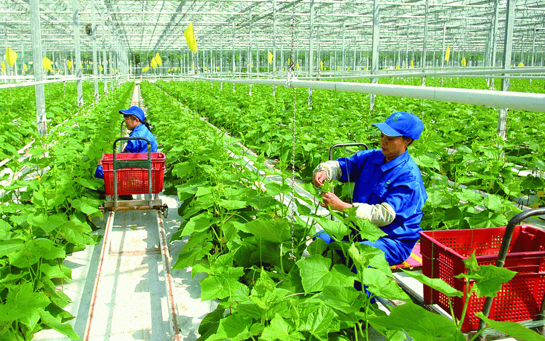 Triển khai chương trình OCOP theo mô hình chính quyền địa phương 2 cấp