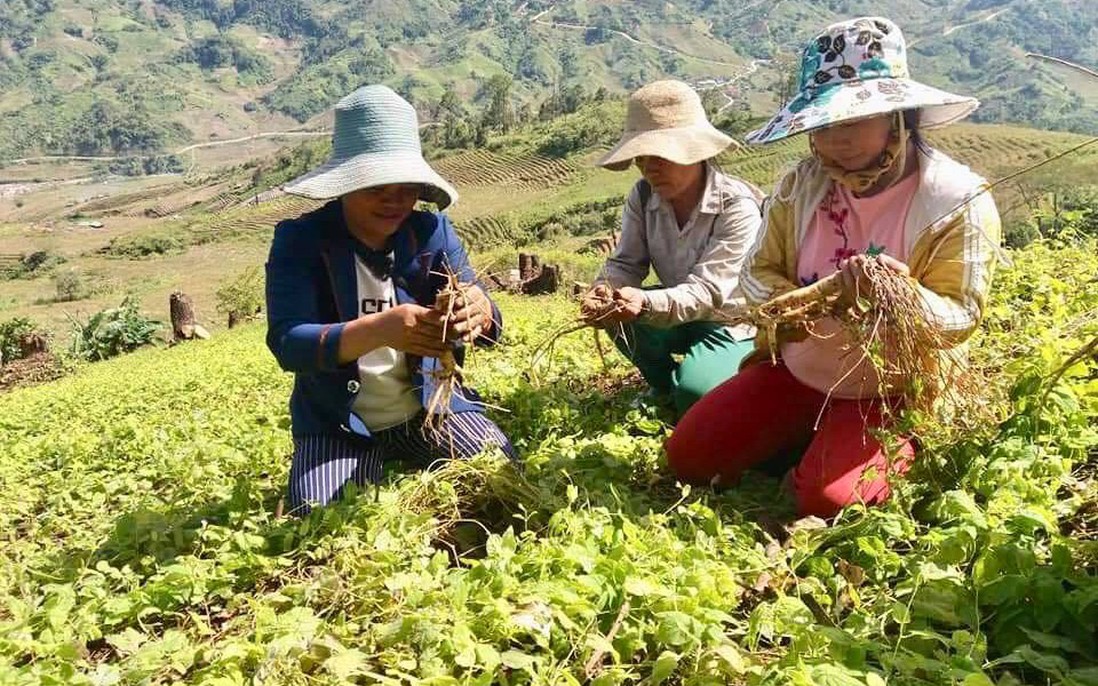 Phát triển kinh tế dược liệu: Cơ hội thoát nghèo và nâng cao quyền năng kinh tế cho phụ nữ