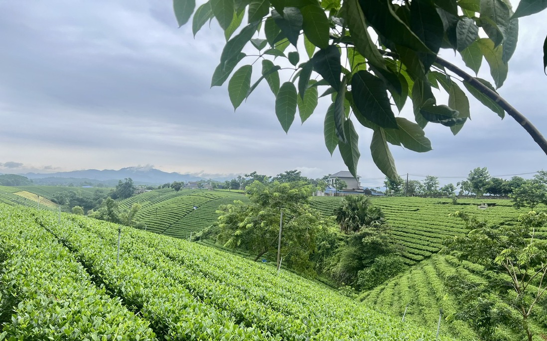 Những đồi chè xanh mướt thay đổi diện mạo nông thôn mới ở Thái Nguyên