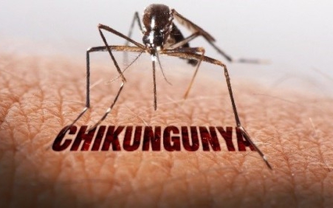 Có thể xảy ra nguy cơ tái xuất hiện bệnh Chikungunya ở TPHCM