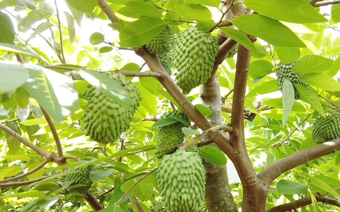 Giảm nghèo từ mô hình trồng Na sầu riêng