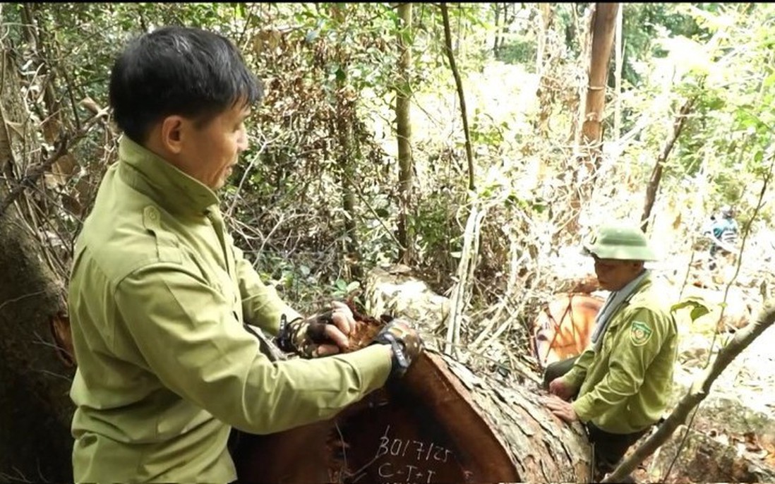 Thái Nguyên: Chỉ đạo xử lý nghiêm vụ phá rừng tại Vườn Quốc gia Ba Bể