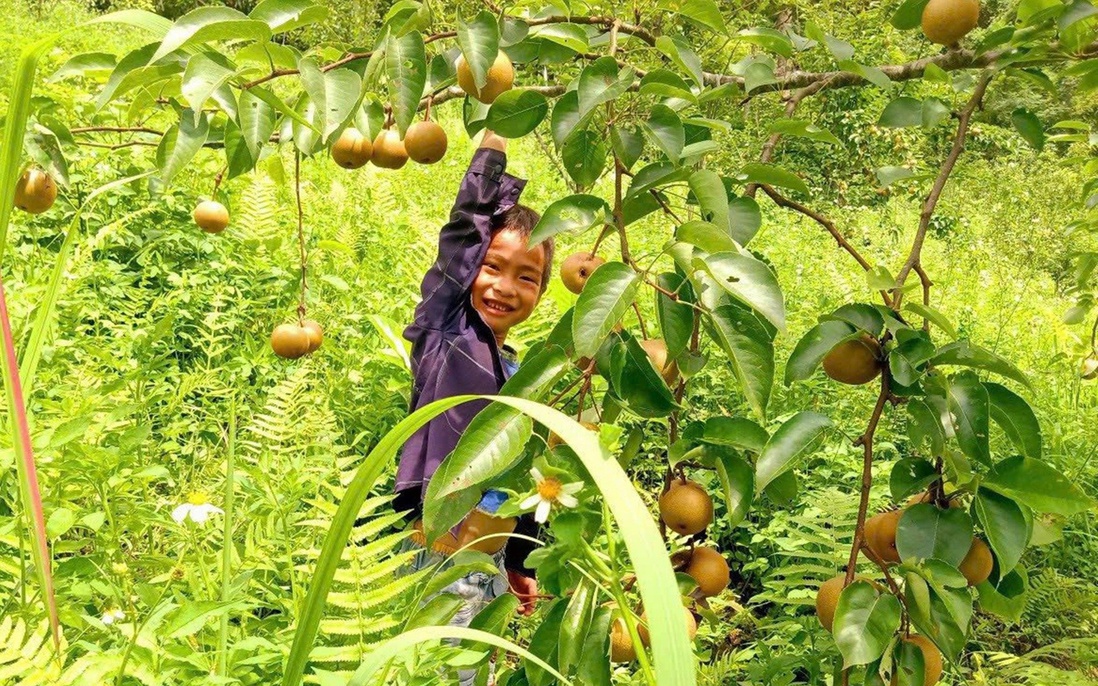 Ngân Sơn phát triển kinh tế nông thôn từ mô hình trồng lê VH6