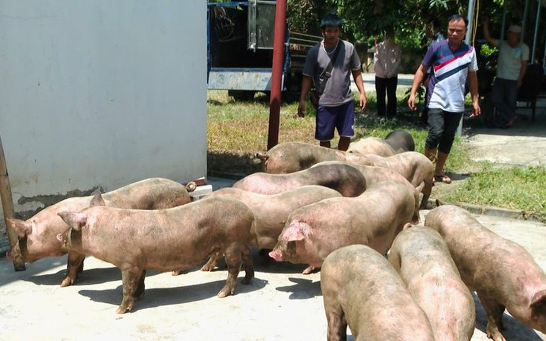Cao Bằng: Phát hiện nhiều xe tải chở lợn không rõ nguồn gốc đi tiêu thụ