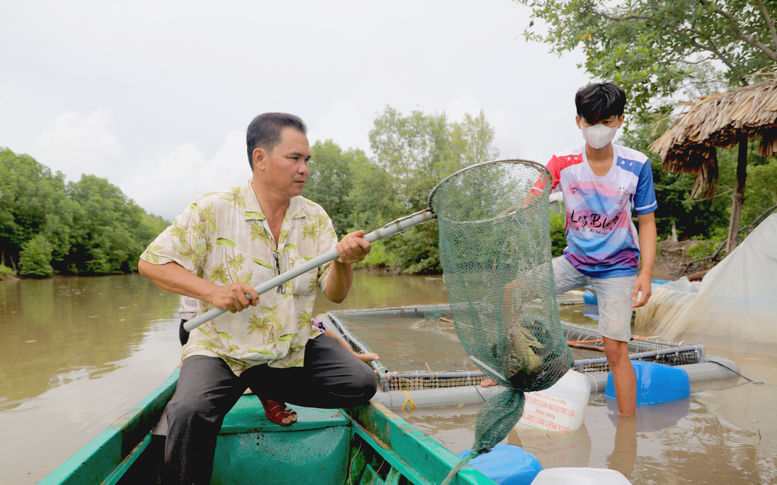 Cà Mau: Thoát nghèo nhờ mô hình nuôi cá bống mú