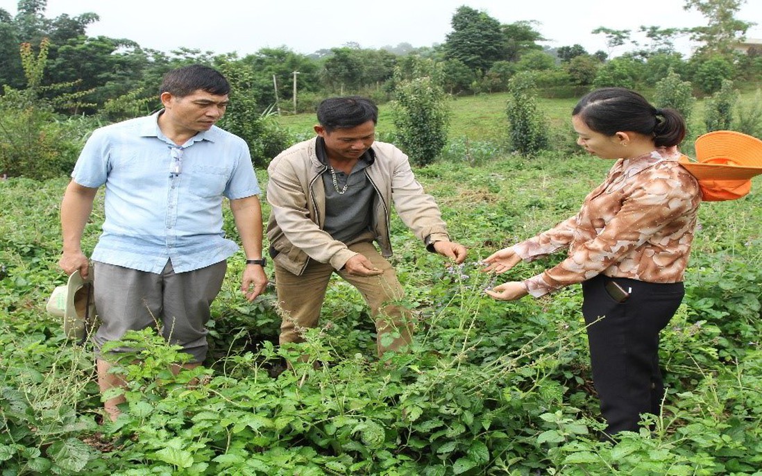 Khuyến nông hiệu quả - đòn bẩy nâng cao giá trị nông sản và xây dựng nông thôn mới