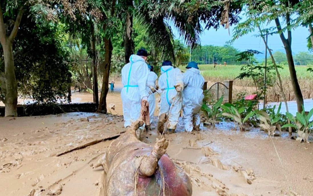 Ngăn chặn dịch bệnh rình rập sau mưa lũ: Những điều cần lưu ý