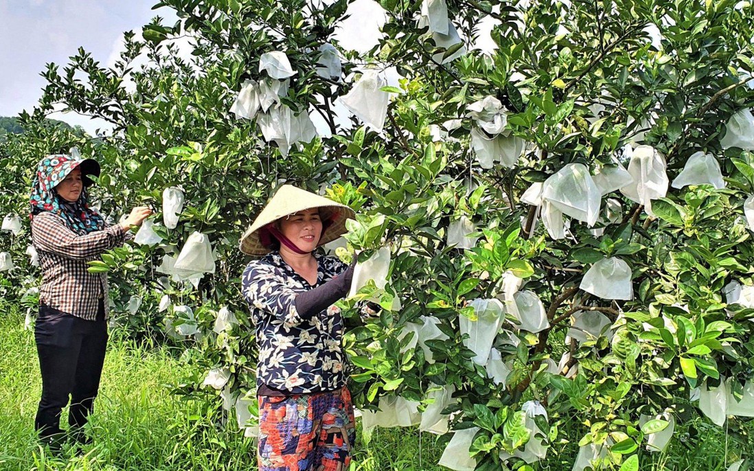 Đẩy mạnh kết nối giao thương, đưa sản phẩm OCOP Nghệ An vươn xa