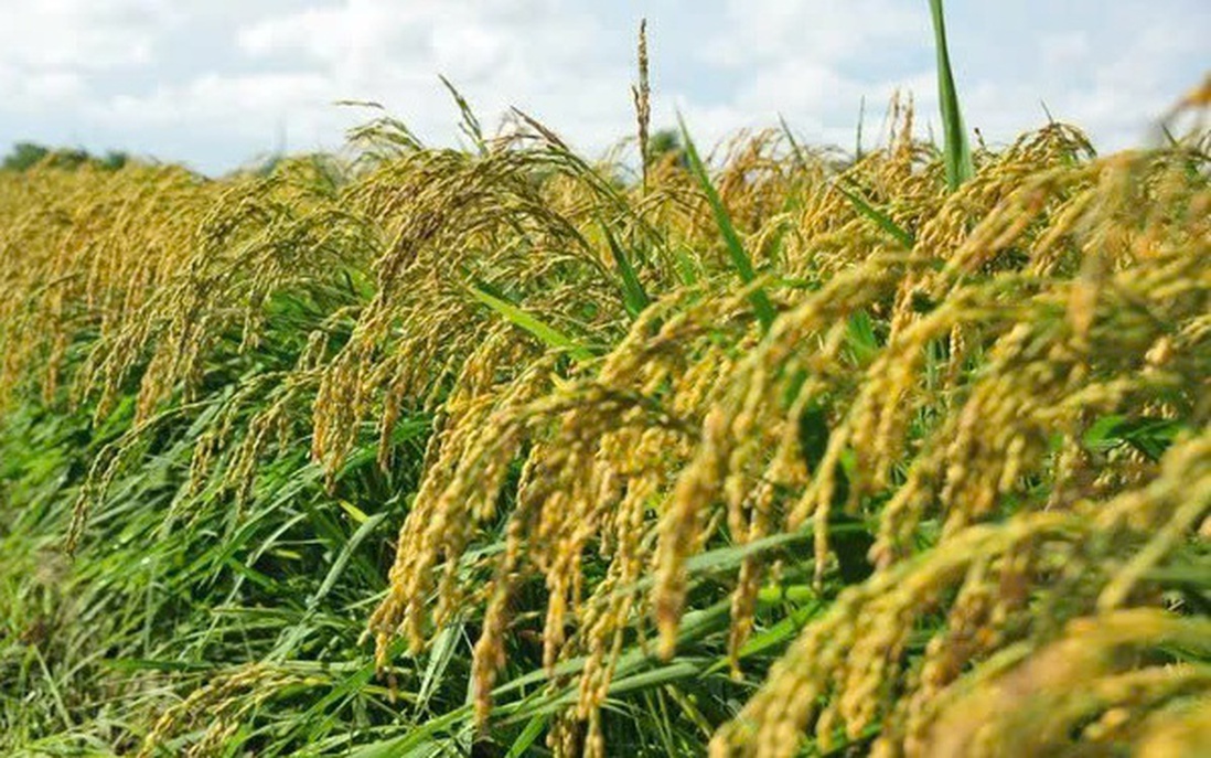 Mô hình trồng lúa thông minh góp phần xây dựng nông thôn mới