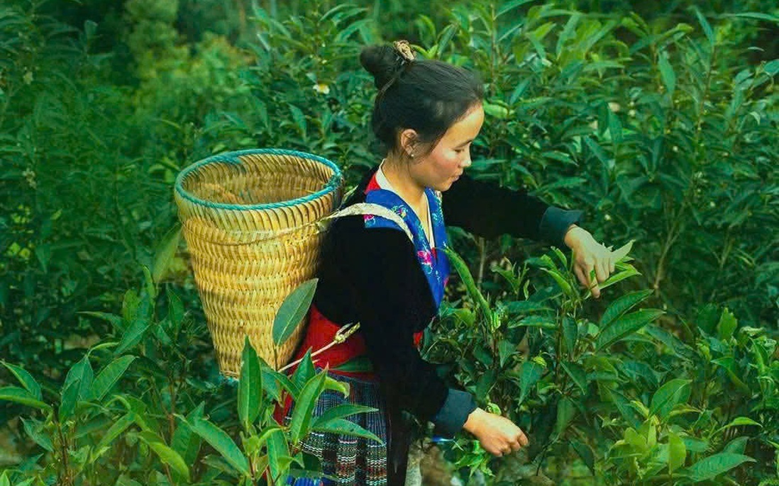 Tạo sinh kế bền vững cho người dân tộc Mông trên đỉnh Giàng Cao